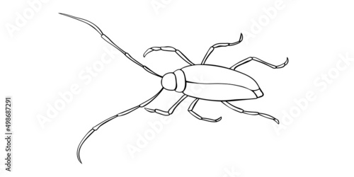 Alpine barbel or lumberjack beetle, line vector drawing. Contour clip art of theme of insects, ecology, naturalness of nature