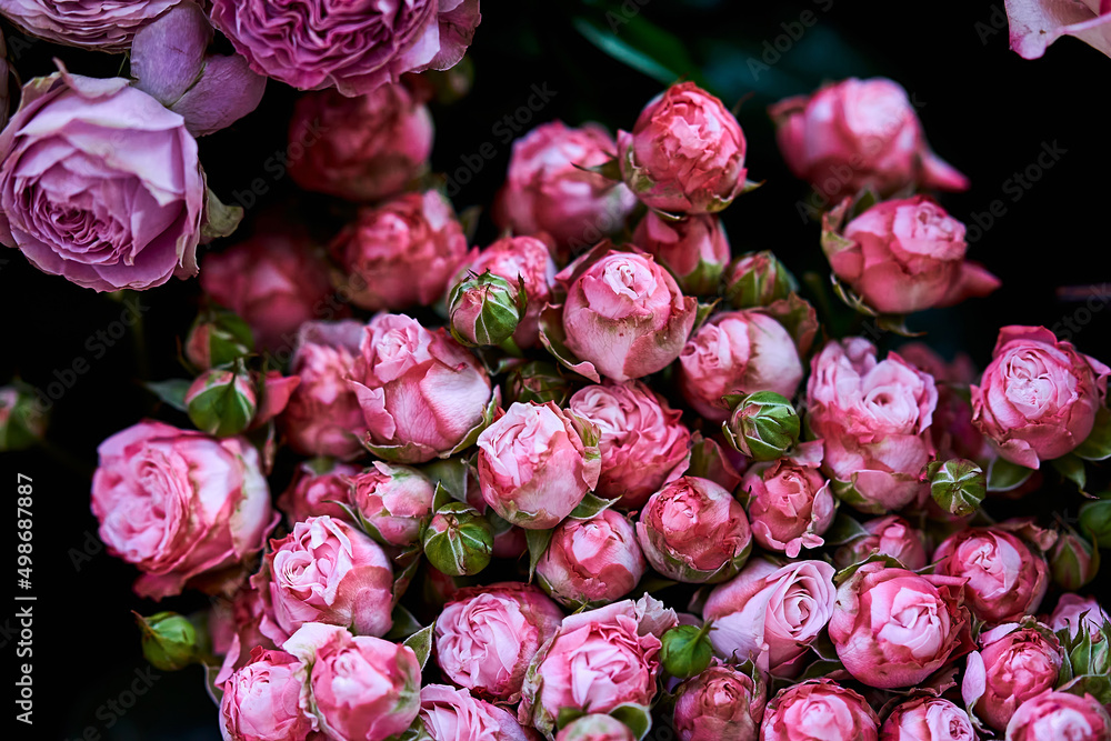 pink roses close up flower shop showcase pink roses close up flower shop showcase