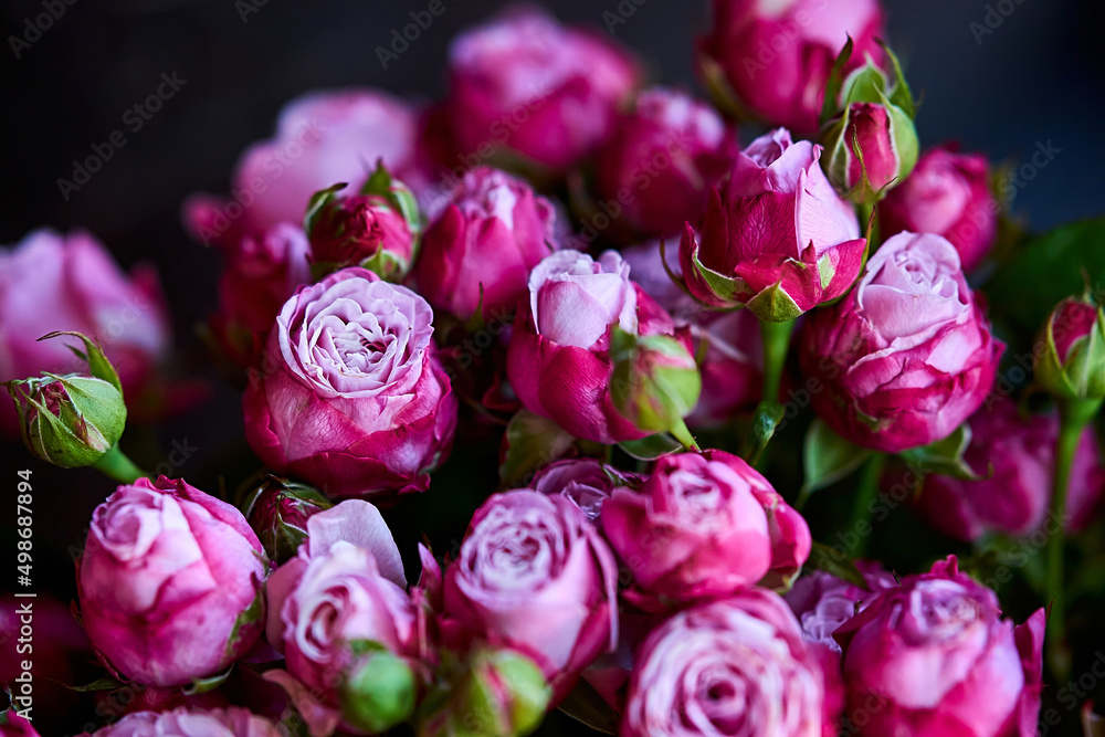 pink roses close up flower shop showcase pink roses close up flower shop showcase