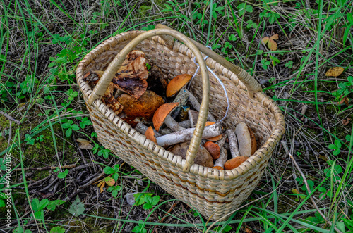 Wild mushrooms in basket.