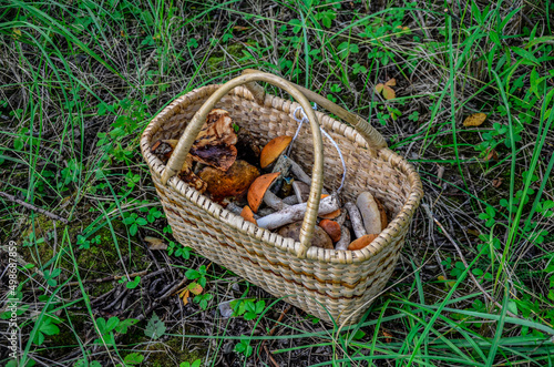 Wild mushrooms in basket.