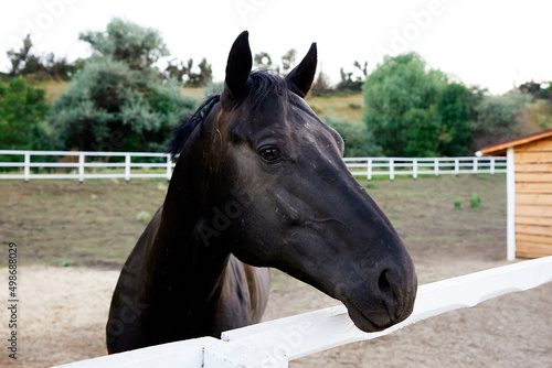 horse head face close-up breed animal outdoors photo