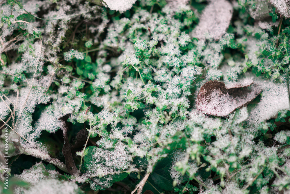 Obraz premium snowflakes snow close-up lies on foliage greenery