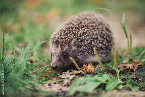wild hedgehog walks in the grass close-up
