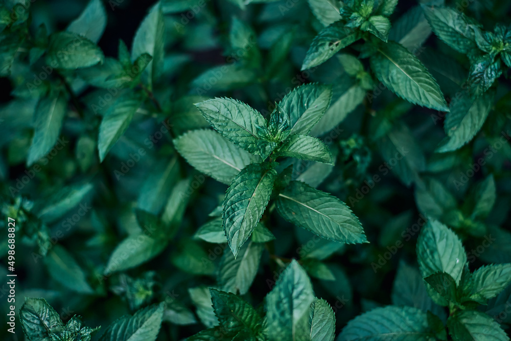 mint bush close-up green leaves useful medicinal plant herb mint bush close-up green leaves useful medicinal plant herb