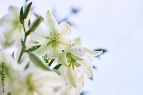 blooming white exotic flowers yucca macro close up on blue sky background © Oleg Kyslyi