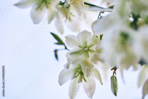 blooming white exotic flowers yucca macro close up on blue sky background