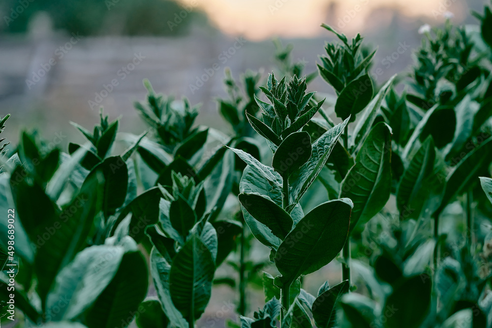 flowering plants tobacco field shag leaves close-up flowering plants tobacco field shag leaves close-up