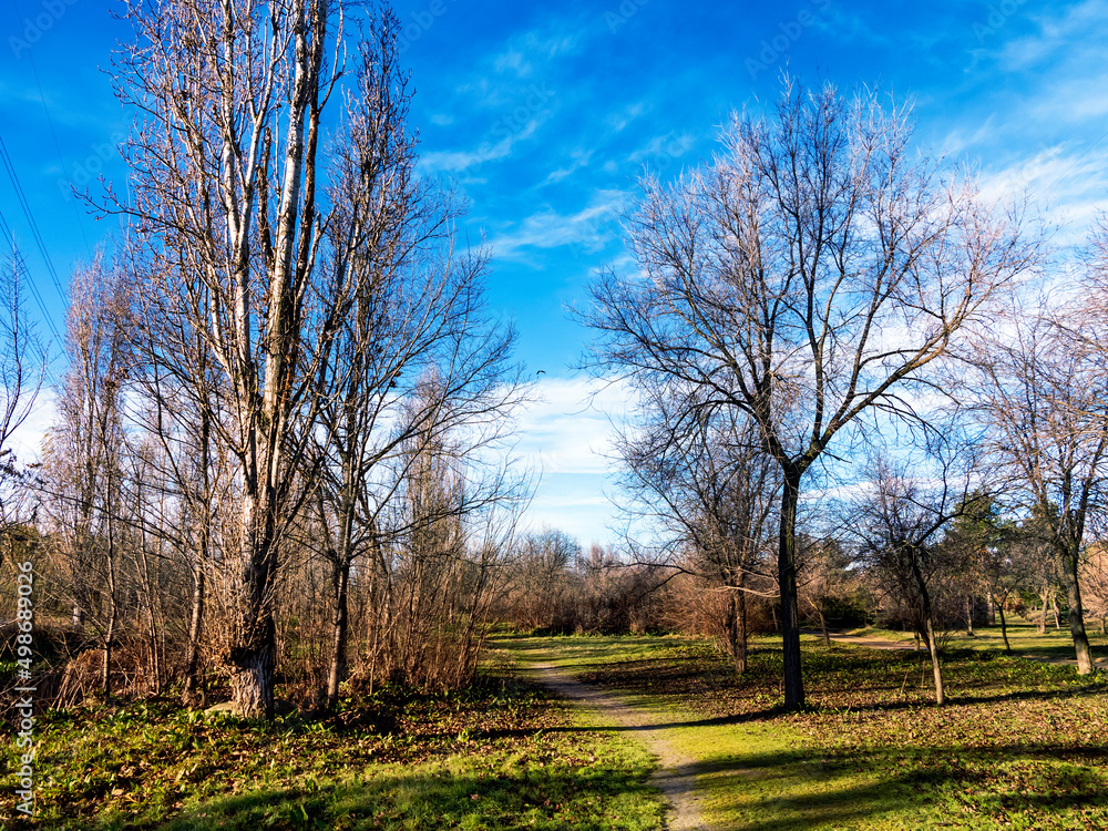 Sendero entre chopos en Getafe. Madrid España. Sendero entre chopos en Getafe. Madrid España.