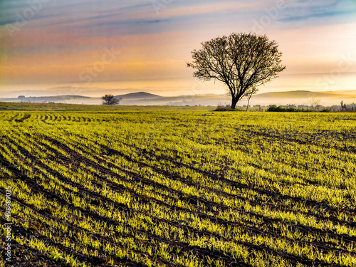 Fotografie Amanece con neblina en los campos de Pinto. Madrid España.