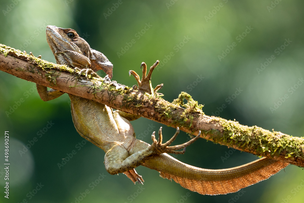 Smooth helmeted iguana sometimes also known as helmeted iguana, helmeted basilisk, elegant helmeted lizard, (Corytophanes cristatus) is a species of New World lizard in the family Corytophanidae Smooth helmeted iguana sometimes also known as helmeted iguana, helmeted basilisk, elegant helmeted lizard, (Corytophanes cristatus) is a species of New World lizard in the family Corytophanidae