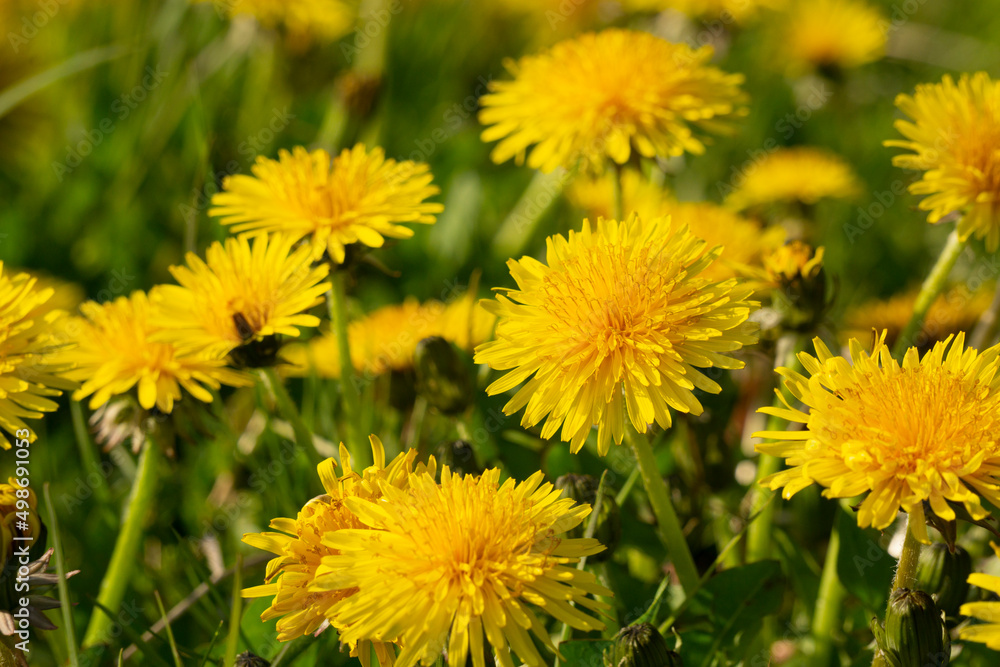 Dandelions. タンポポ Dandelions. タンポポ