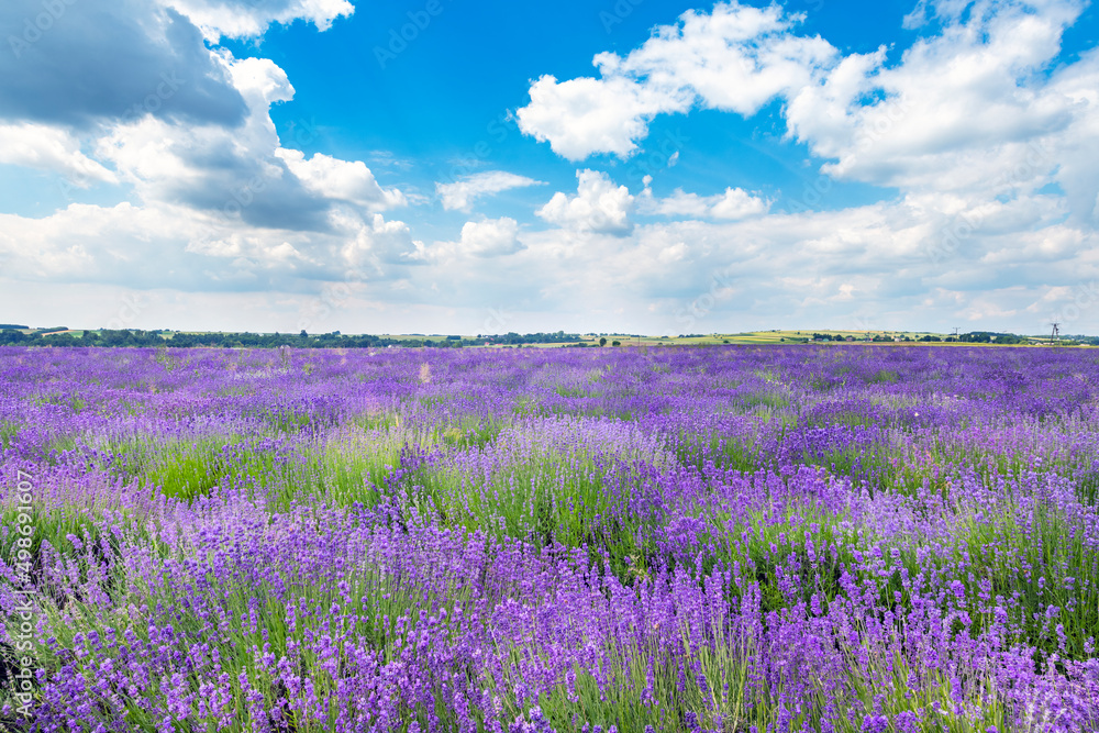 Naklejka premium Beautiful lavender field and blue sky