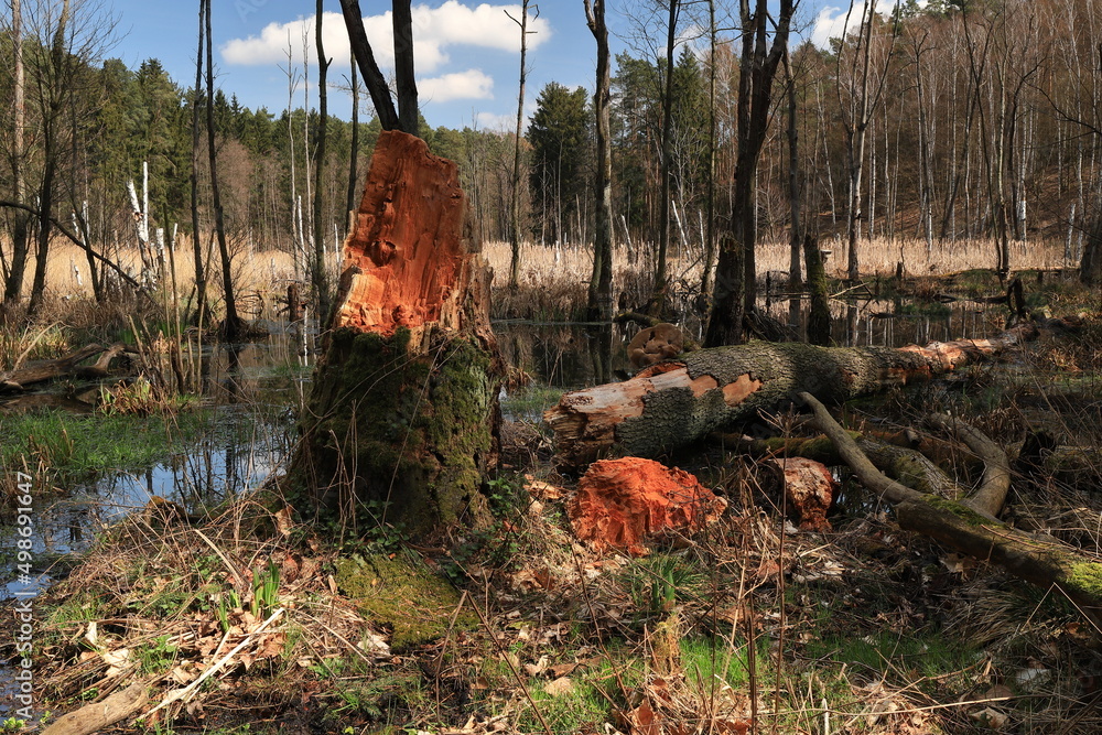 Powalone drzewo, las, woda, bagno