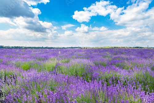 Beautiful lavender field and blue sky © Piotr Krzeslak