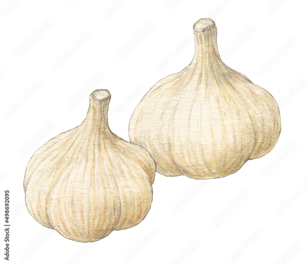 Obraz premium にんにく 水彩色鉛筆野菜イラスト