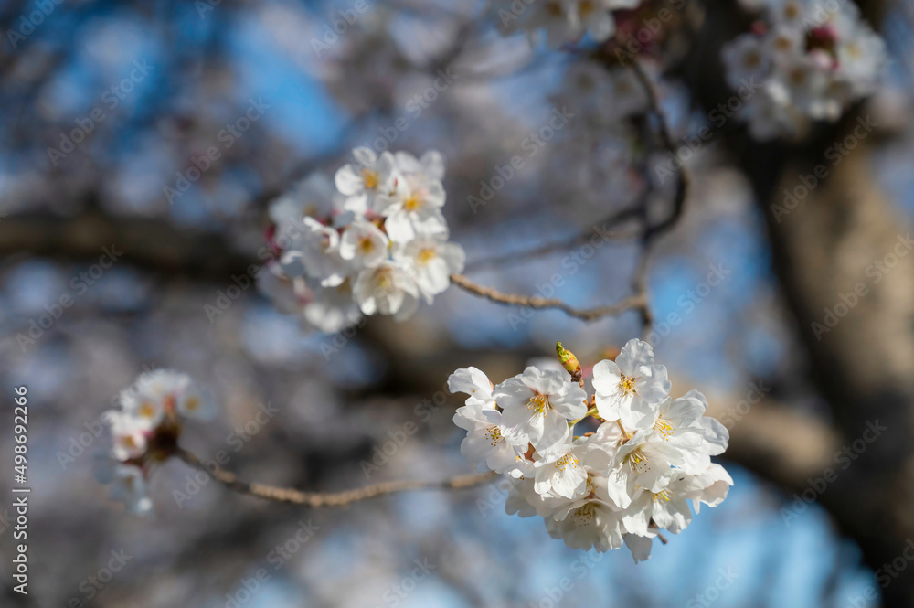 笠原桜公園の桜