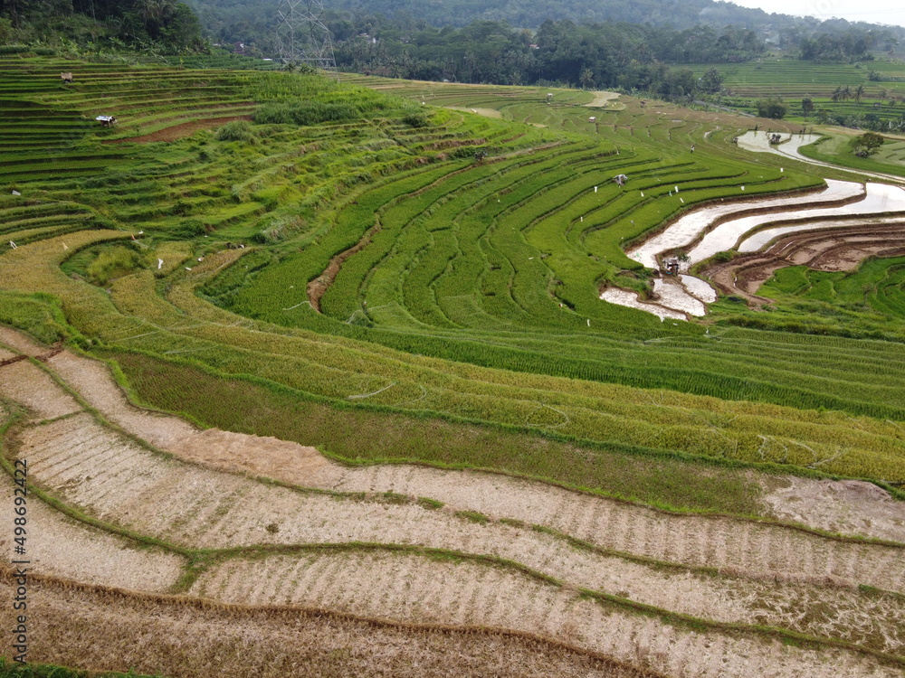 aerial panorama of agrarian rice fields landscape in the village of kendal, Central Java, like a terraced rice fields ubud Bali Indonesia