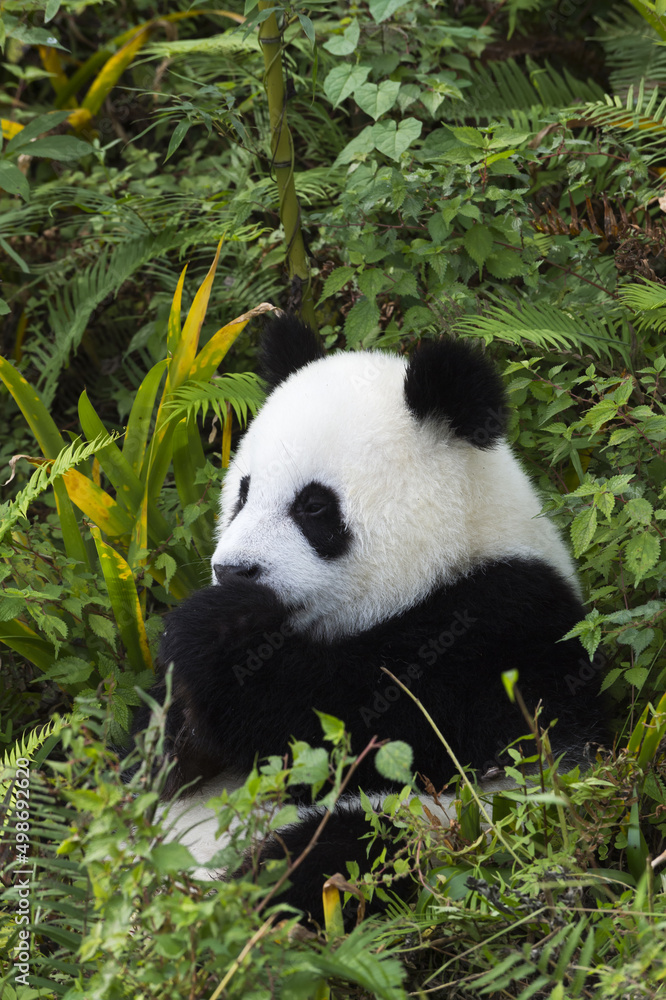 Obraz premium Two years aged young giant Panda (Ailuropoda melanoleuca), Chengdu, Sichuan, China
