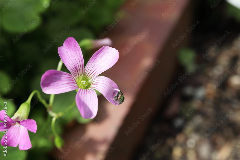 カタバミのピンクの花 Stock Photo Adobe Stock