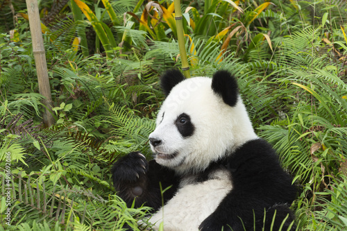 Two years aged young Giant Panda  Ailuropoda melanoleuca   Chengdu  Sichuan  China