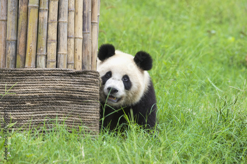 Fototapeta Naklejka Na Ścianę i Meble -  Giant Panda (Ailuropoda melanoleuca), Chengdu, Sichuan, China