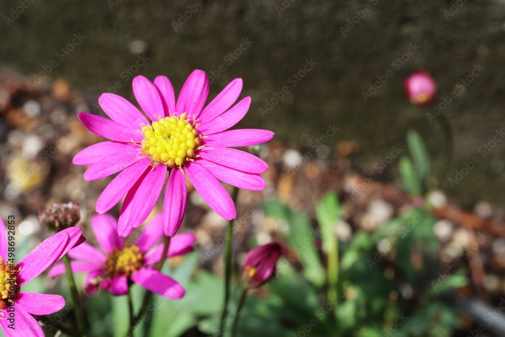 ブラキカムの濃いピンクの花 ブラキカムの濃いピンクの花