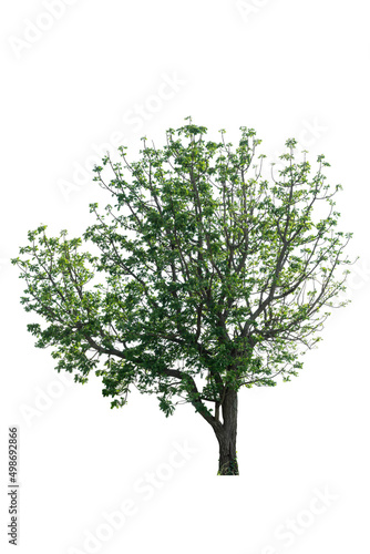tree isolated on white background include clipping path