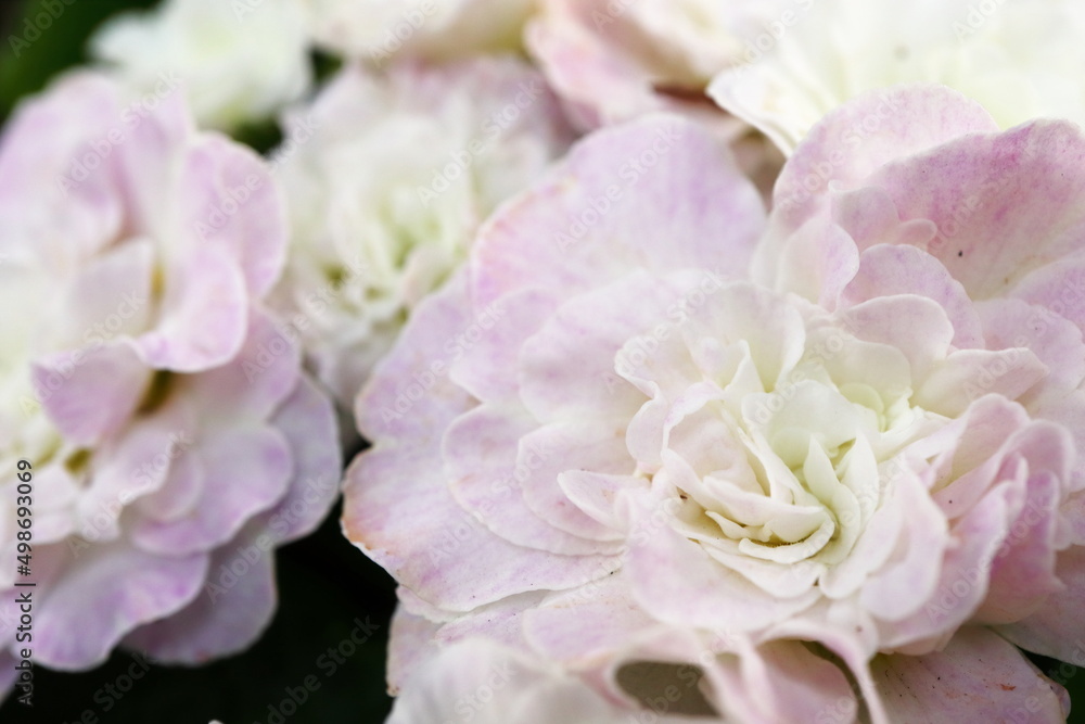 プリムラ ベラリーナ ピンクアイスの淡いピンクの花 プリムラ ベラリーナ ピンクアイスの淡いピンクの花