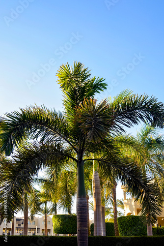 Palm trees with striped trunks against blue sky on hot sunny day. Resort recreation area in hotel. Copy space. Selective focus.