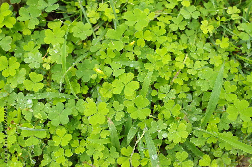 ハート形の可愛い葉っぱのカタバミと水滴 Stock Photo Adobe Stock