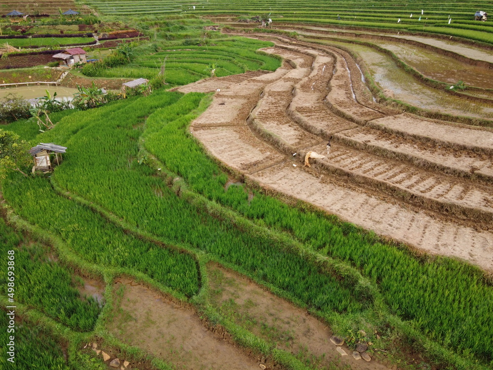 aerial panorama of agrarian rice fields landscape in the village of kendal, Central Java, like a terraced rice fields ubud Bali Indonesia aerial panorama of agrarian rice fields landscape in the village of kendal, Central Java, like a terraced rice fields ubud Bali Indonesia