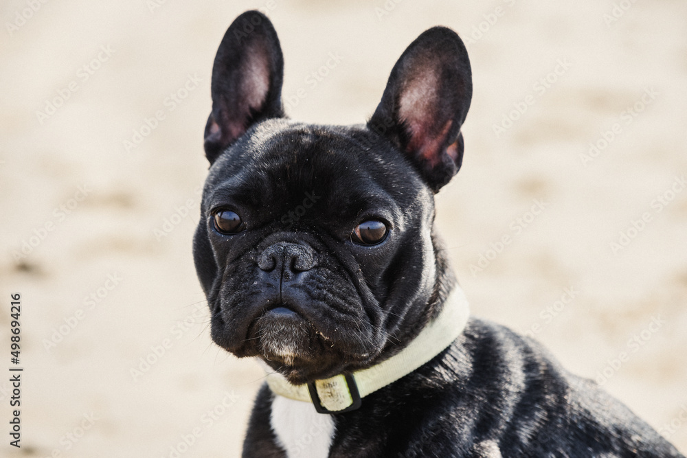 Cute black French Bulldog puppy in profile view on a beach