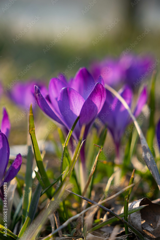 Close up on a bunch of purple crocus flowers during sunny spring day.  Blurry background, selective focus.