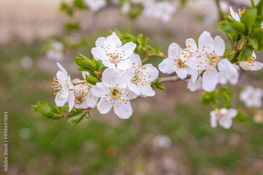 Blooming trees against the blue sky. Selective focus.