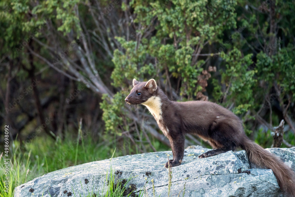 Obraz premium Wildlife portrait of european pine marten outdoors in nature. Animals and wilderness concept.