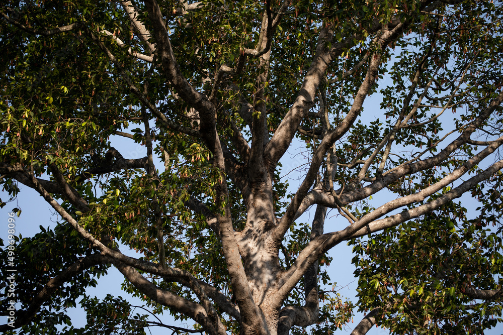 tree in the forest