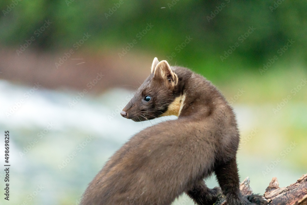 Fototapeta premium Wildlife portrait of european pine marten outdoors in nature. Animals and wilderness concept.