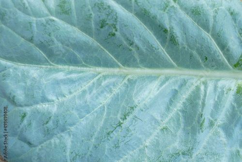 Wallpaper Mural Chinese Kale  is grown as a vegetable garden. It is a popular leafy vegetable. Both small and large kale which depends on the distance or frequency of planting High in beta-carotene  Torontodigital.ca
