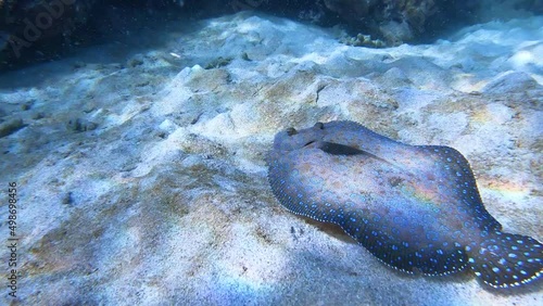 Sanddab fish with sucker fish swimming along bottom in the ocean photo