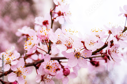 Blooming trees against the blue sky. Selective focus.