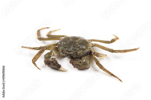 Raw Chinese hairy crab isolated on white background.