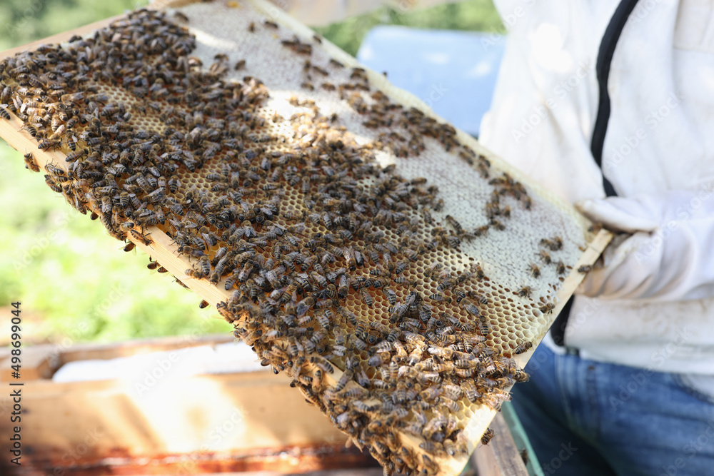 Beekeeper holds frame with honey and bees Beekeeper holds frame with honey and bees