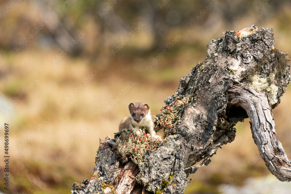 Stoat short tailed weasel wildlife portrait outdoors in nature.
