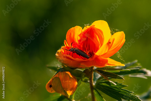spring flower of Tróllius trolls on a green background. the beetle sits on a petal of a bud. beautiful sun light