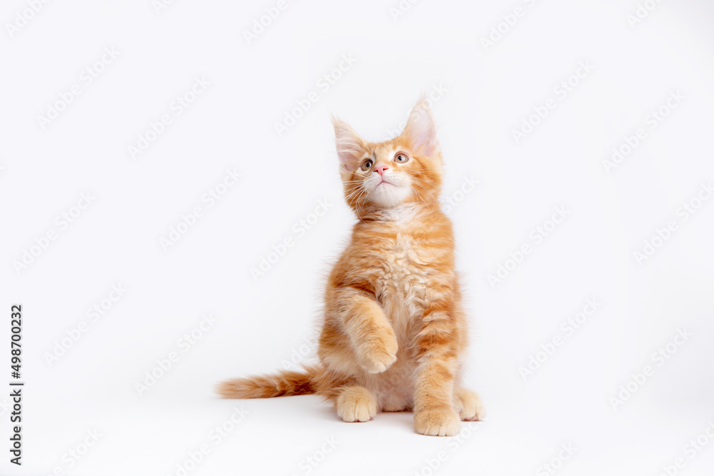 a ginger cat is sitting on a white background, isolated