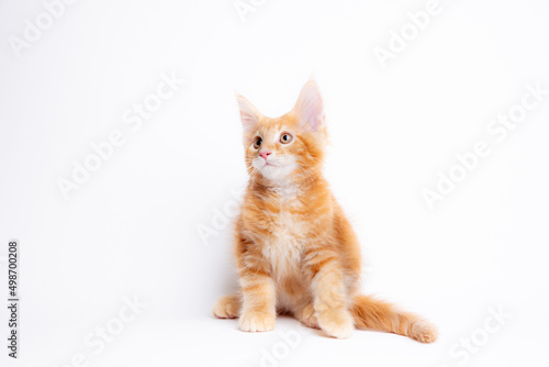 a ginger cat is sitting on a white background, isolated