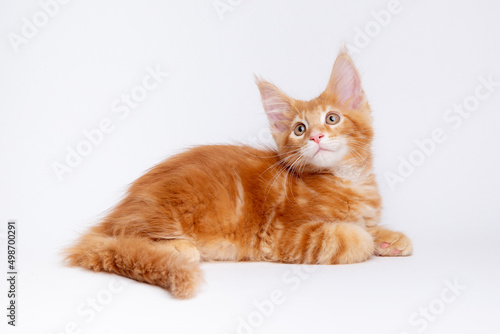 a red-haired cat lies on a white background