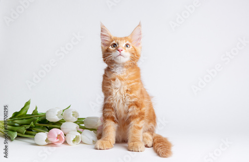 a red-haired Maine Coon cat with a bouquet of spring tulip flowers is isolated on a white background © Olesya Pogosskaya