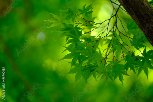 逆光に透ける美しい新緑の楓の葉